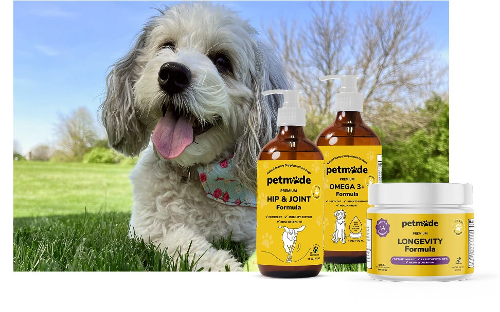 Happy dog with PetMade’s Essential Start Bundle