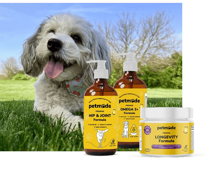Happy dog with PetMade’s Essential Start Bundle