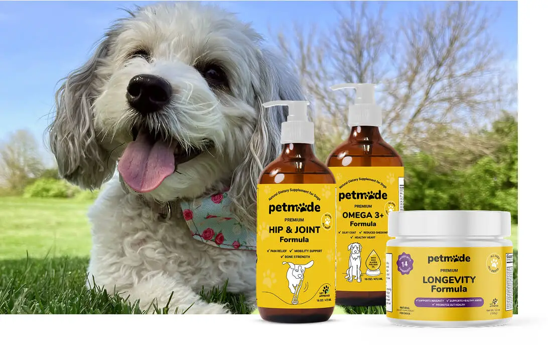 Happy dog with PetMade’s Essential Start Bundle