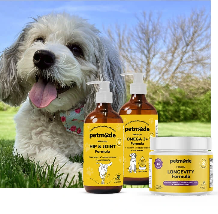 Happy dog with PetMade’s Essential Start Bundle