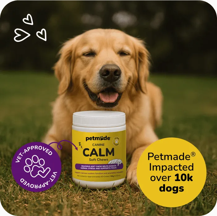 Golden Retriever with PetMade® Calm Soft Chews jar on grass