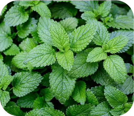 Lemon Balm Leaf