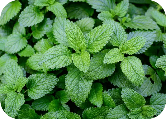 Lemon Balm Leaf