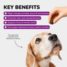 Dog looking at Calm Soft Chew with key benefits listed