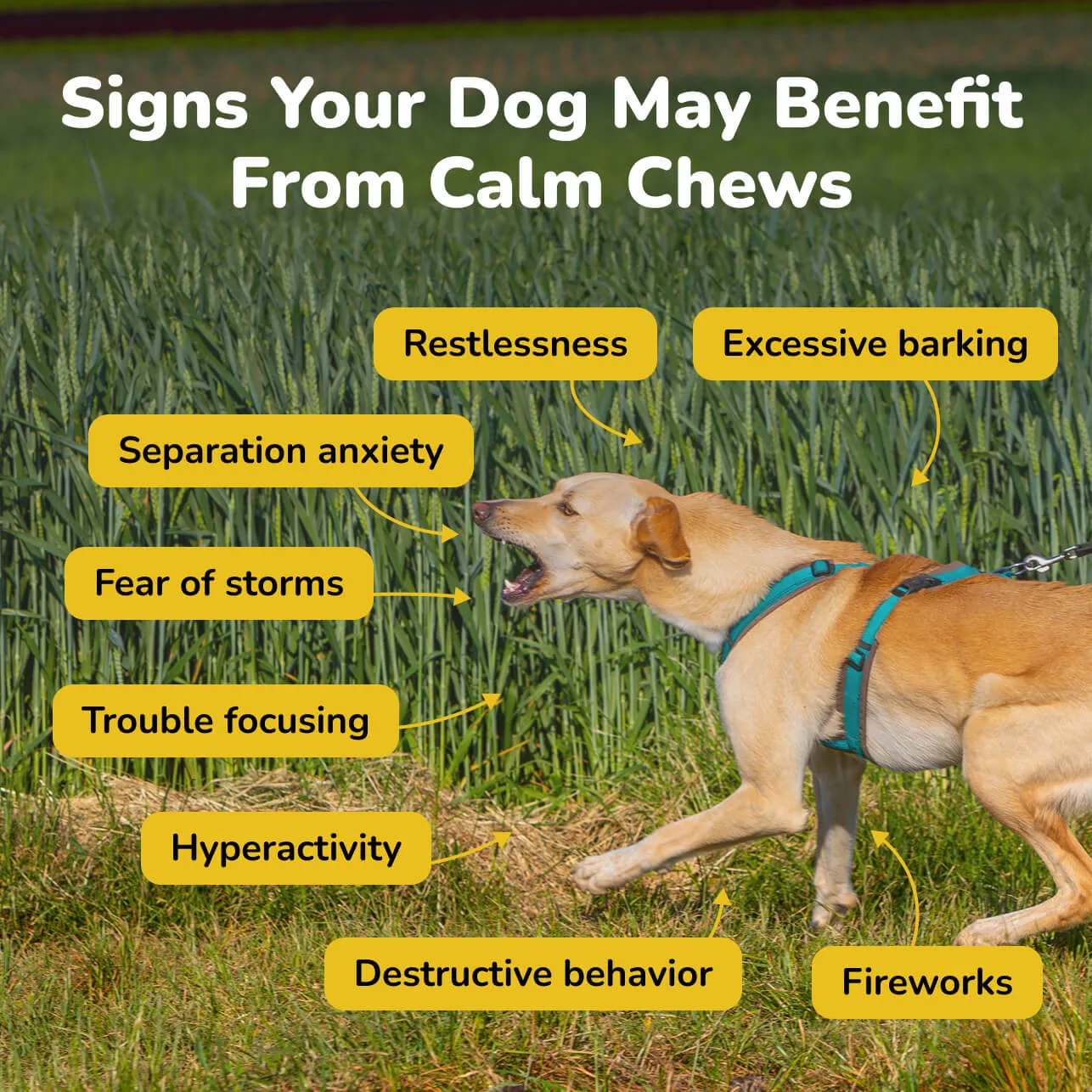 Stress signs that Calm Chews may help ease
