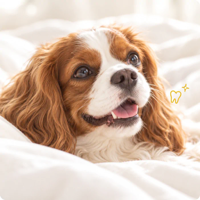 A Cavalier King Charles Spaniel resting on a bed with a clean, healthy smile
