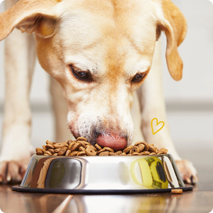 Labrador eating kibble from a stainless steel dog bowl