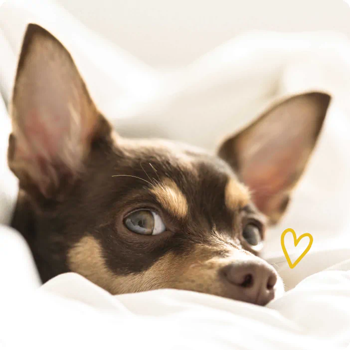 Calm small dog resting on soft white bedding