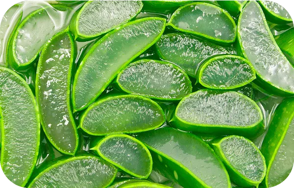 Aloe Vera