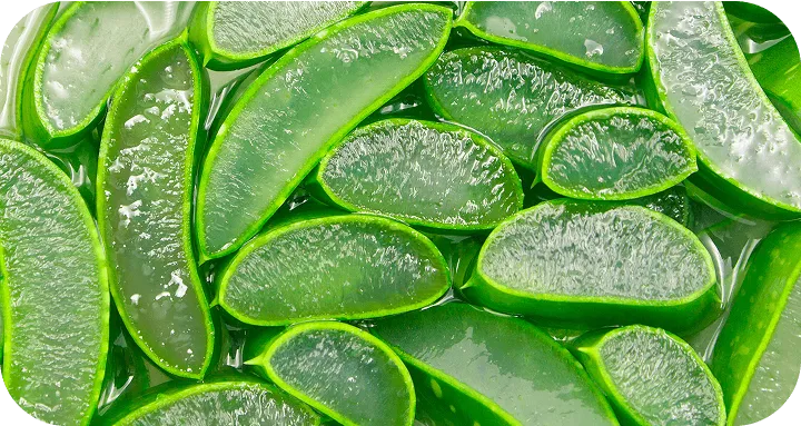 Aloe Vera