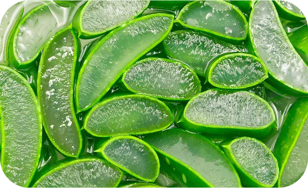 Aloe Vera