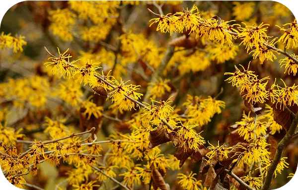 Witch Hazel