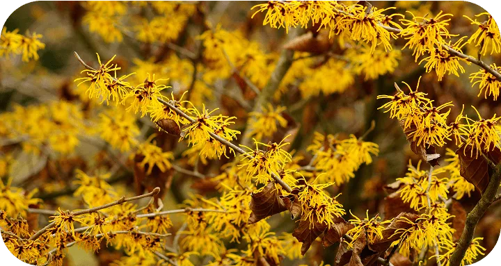 Witch Hazel