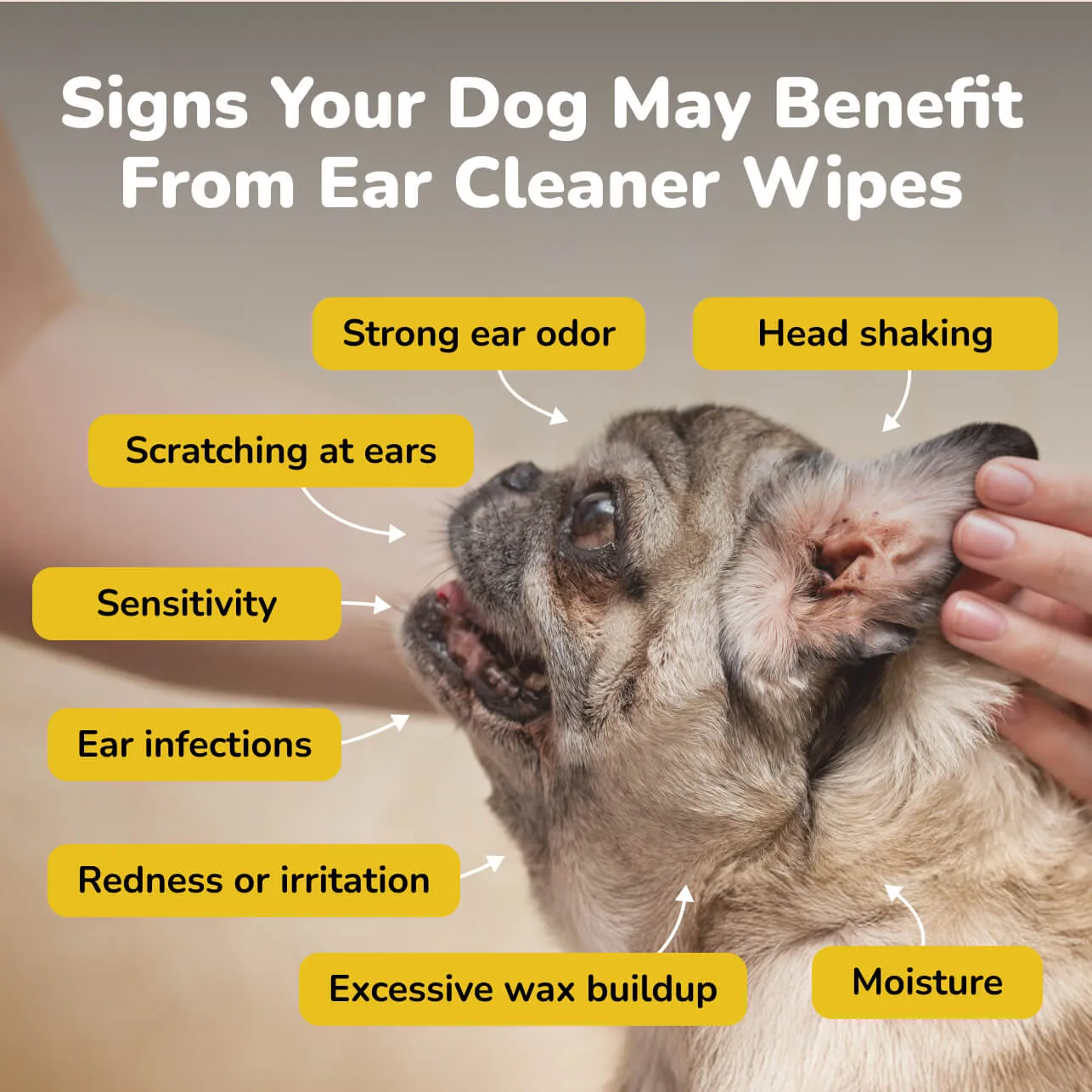 Signs to use ear cleaning wipes for dogs