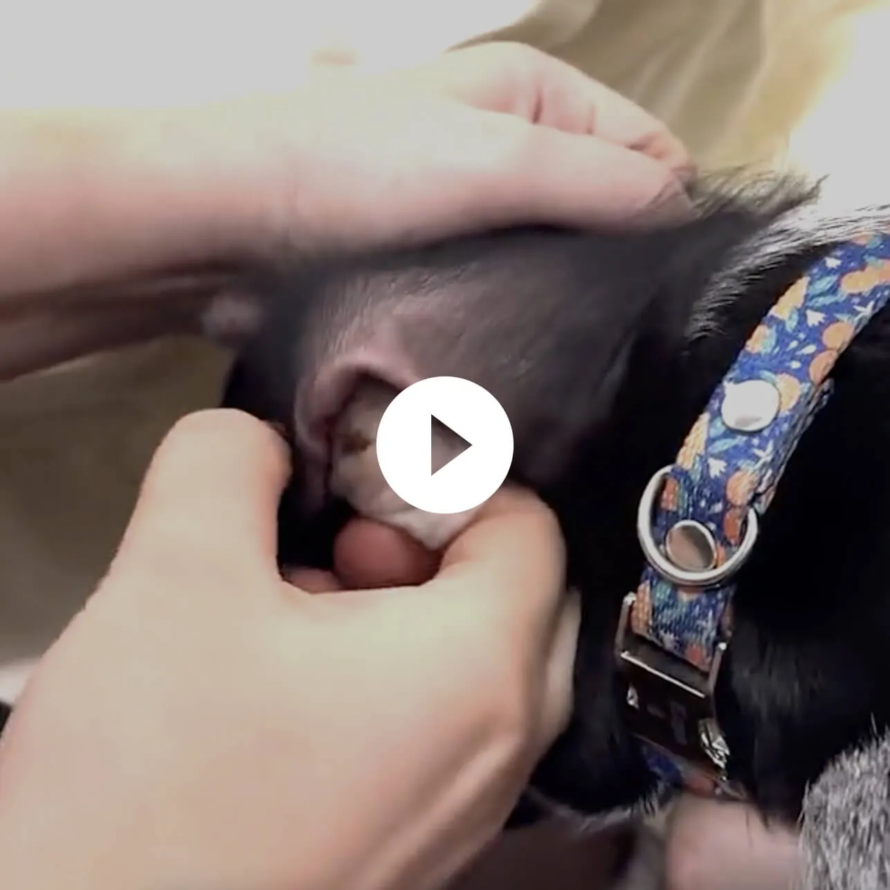 Dog Ear Cleaner Wipes