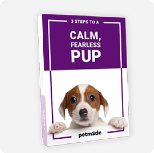 3 Steps To a Calm, Fearless Pup