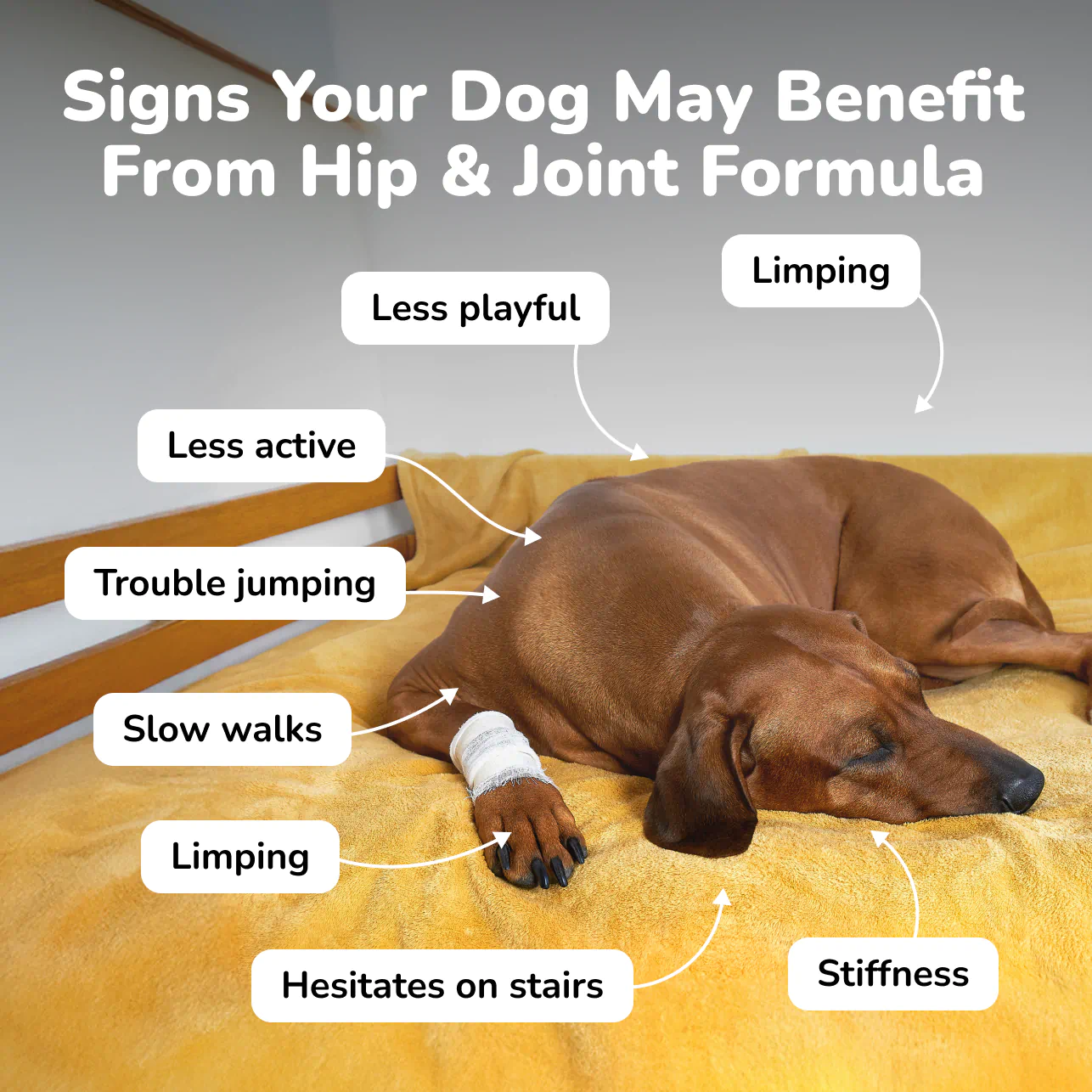 Signs your dog may benefit from Hip & Joint Formula