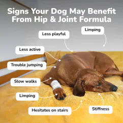 Signs your dog may benefit from Hip & Joint Formula