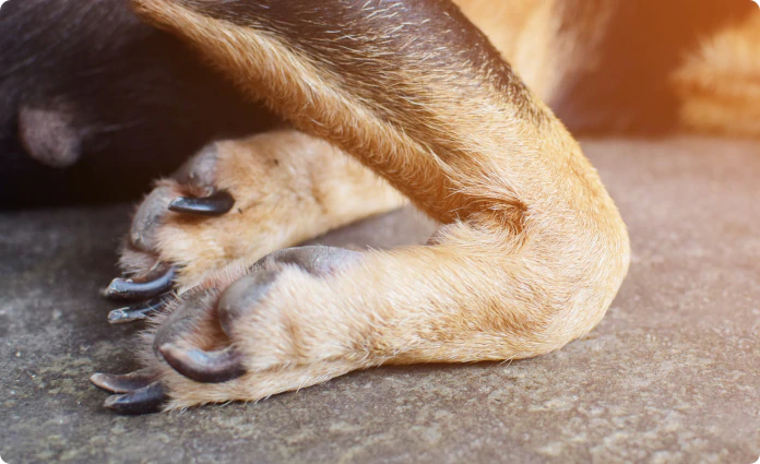 Close-up of a dog's front paws resting on the ground