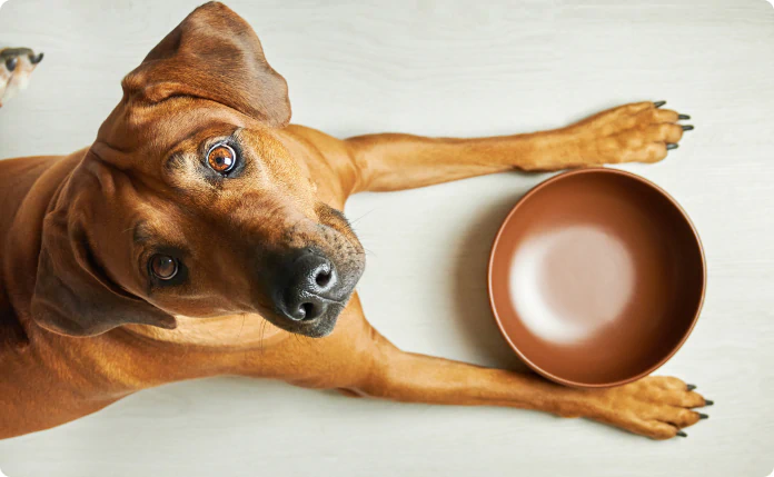 Brown dog looking up while lying next to an empty food bowl