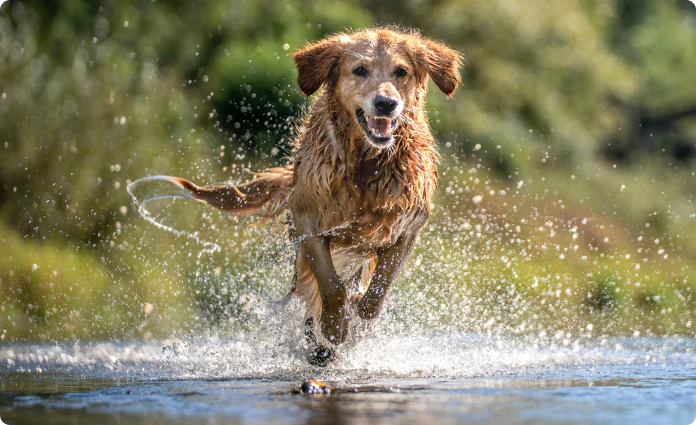 A dog joyfully running through shallow water outdoors