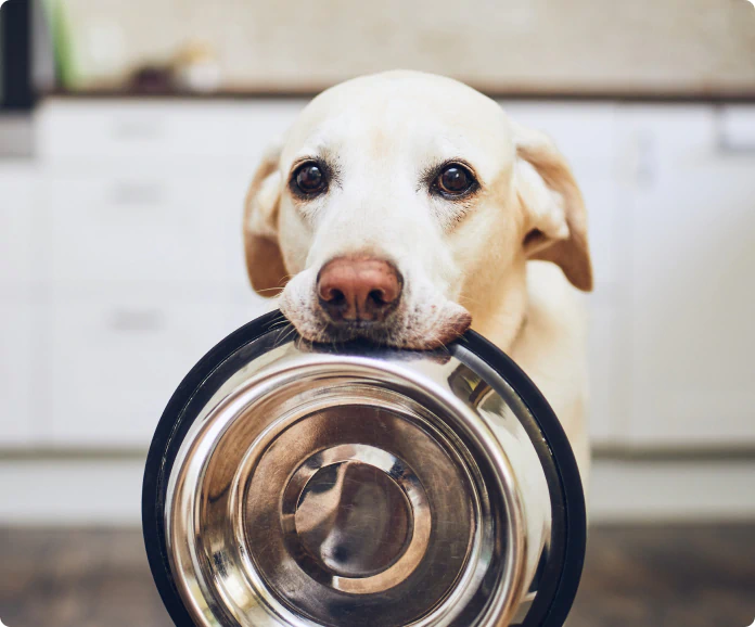 Labrador holding an empty metal food bowl in its mouth indoors