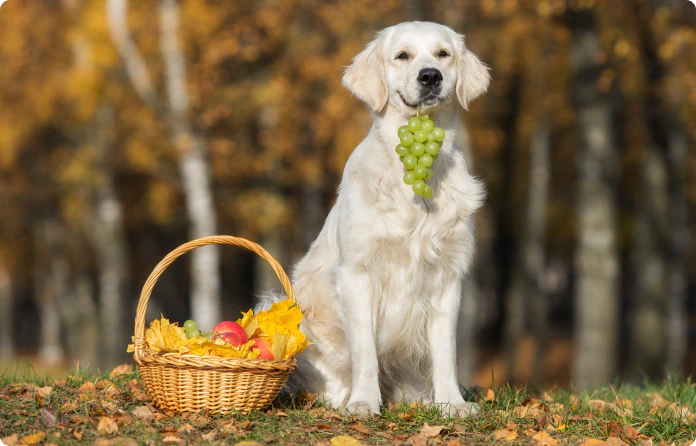Dog holding a bunch of green grapes