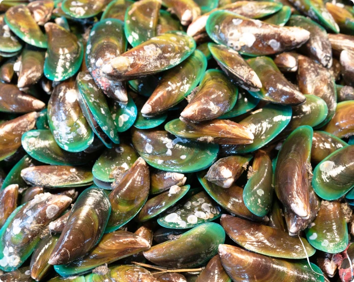 Pile of fresh green-lipped mussels with dark shells and green edges