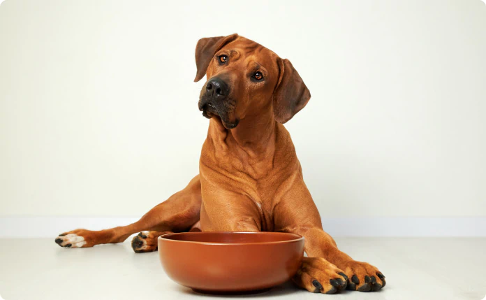 Brown dog lying on the floor with head tilted, next to an empty food bowl