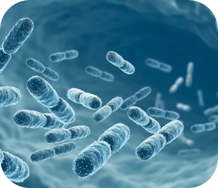 Microscopic view of gut bacteria