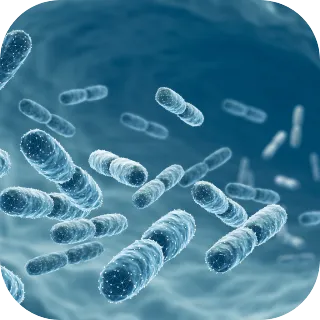 Microscopic view of gut bacteria