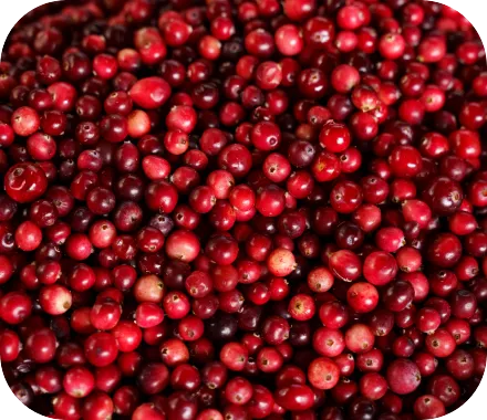 Close-up of cranberries used for urinary support