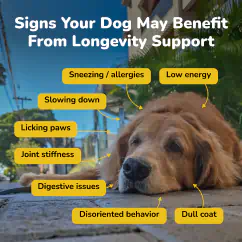 Signs Your Dog May Benefit From Longevity Formula