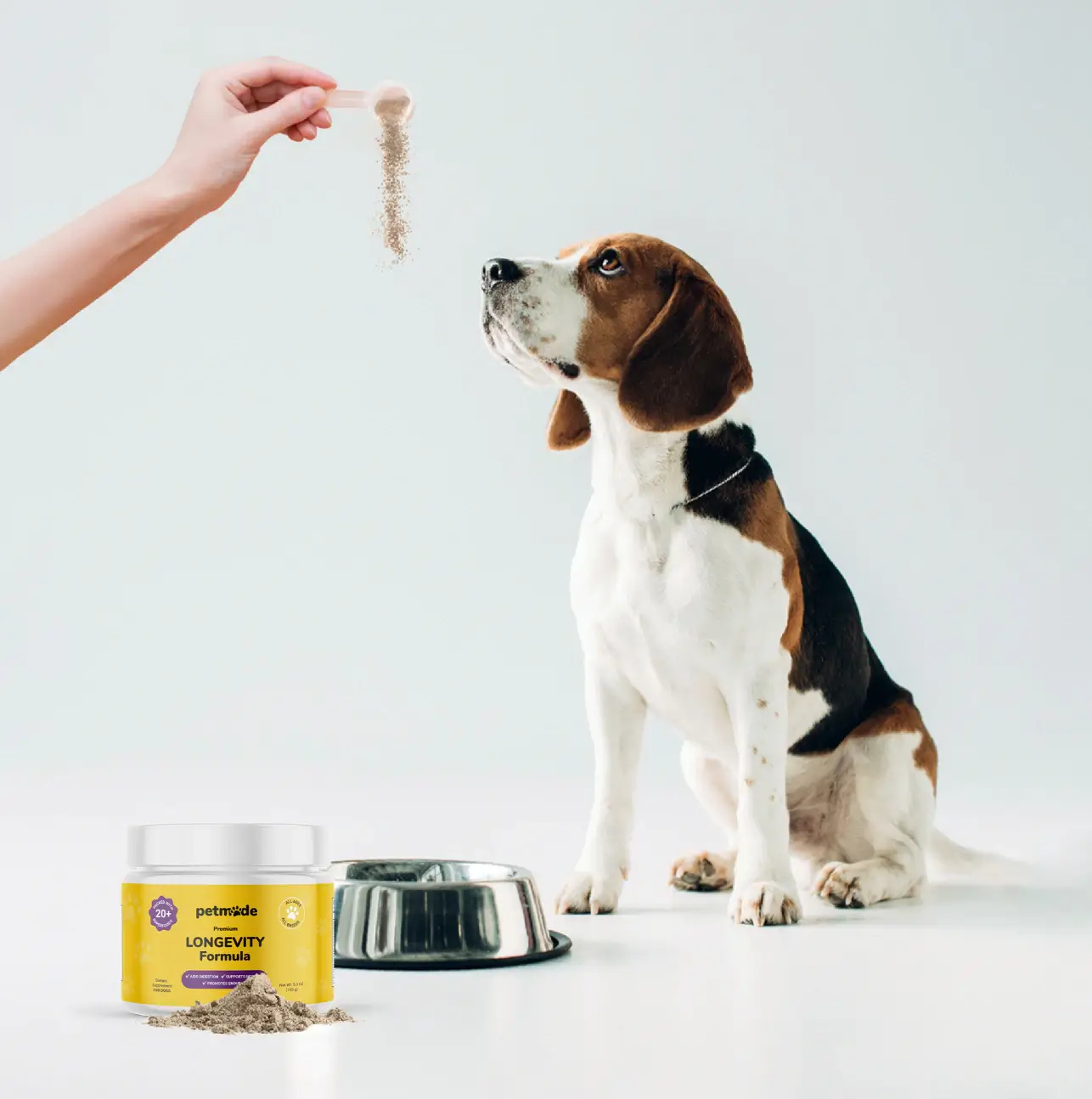 A beagle dog looking attentively at a scoop held by a person
