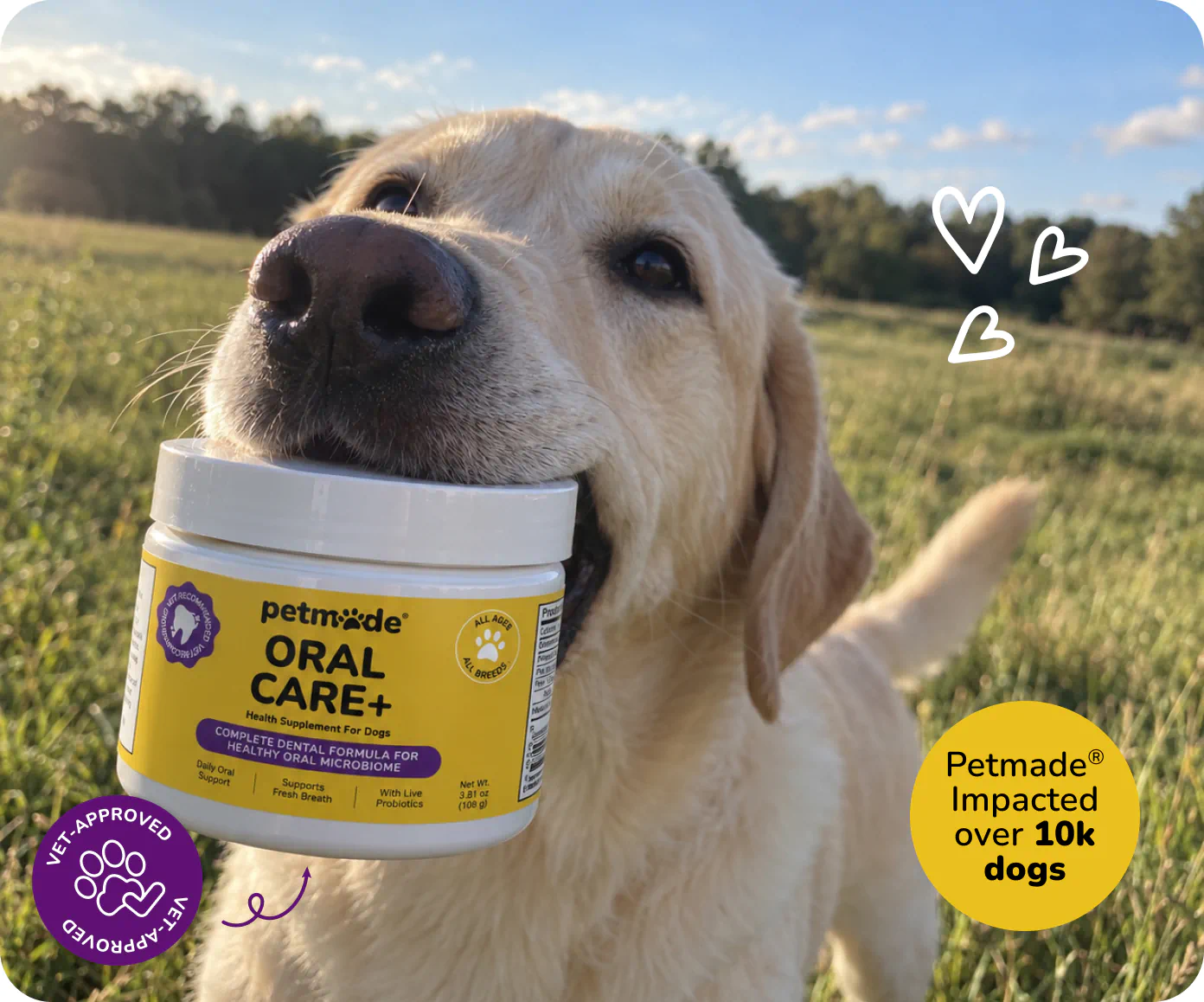 Yellow Labrador holding a jar of PetMade Oral Care+ in a sunny field