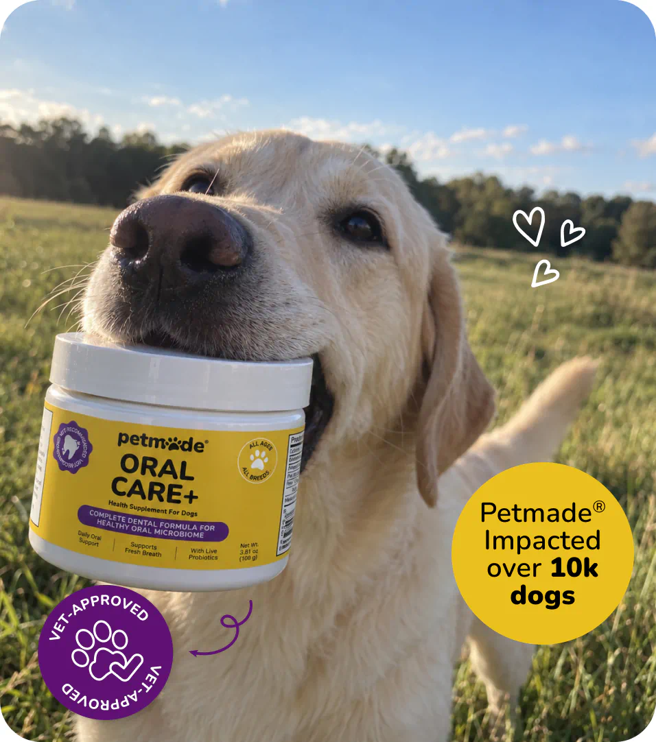 Yellow Labrador holding a jar of PetMade Oral Care+ in a sunny field