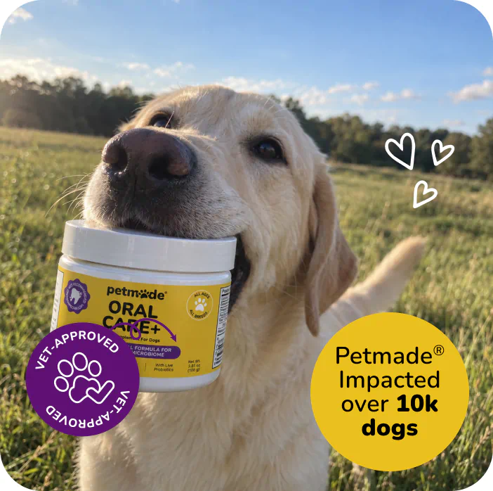 Yellow Labrador holding a jar of PetMade Oral Care+ in a sunny field