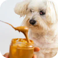 Dog looking at a spoon of natural peanut butter