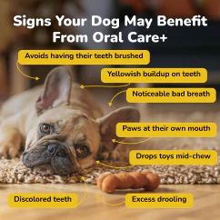 French bulldog showing signs like bad breath and tartar buildup
