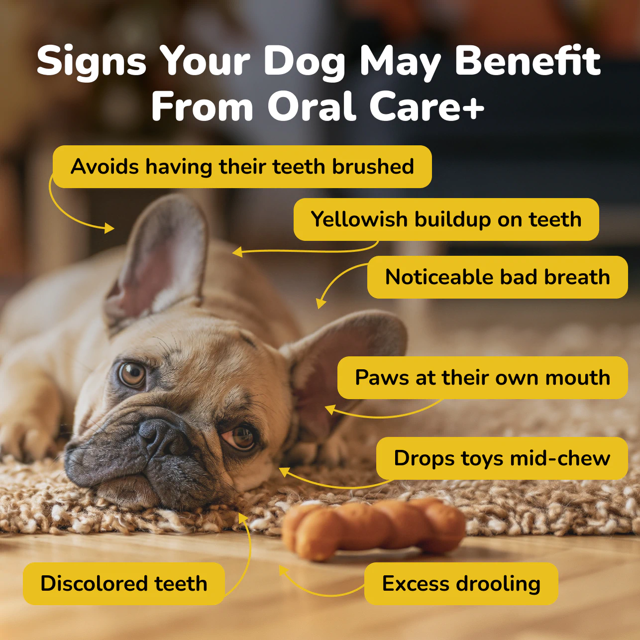 French bulldog showing signs like bad breath and tartar buildup
