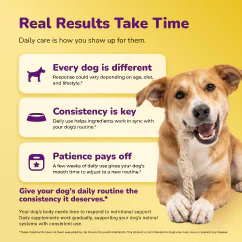 Happy dog with rope toy on a daily oral care routine