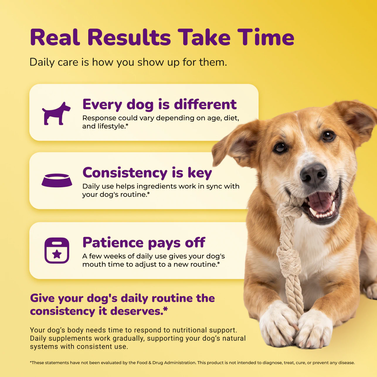 Happy dog with rope toy on a daily oral care routine