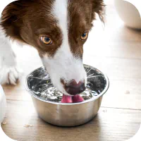 Dog drinking from a water bowl