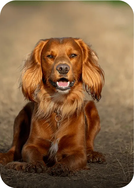Brown dog with shiny fur sitting outdoors