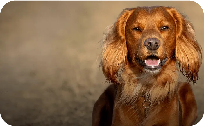 Brown dog with shiny fur sitting outdoors