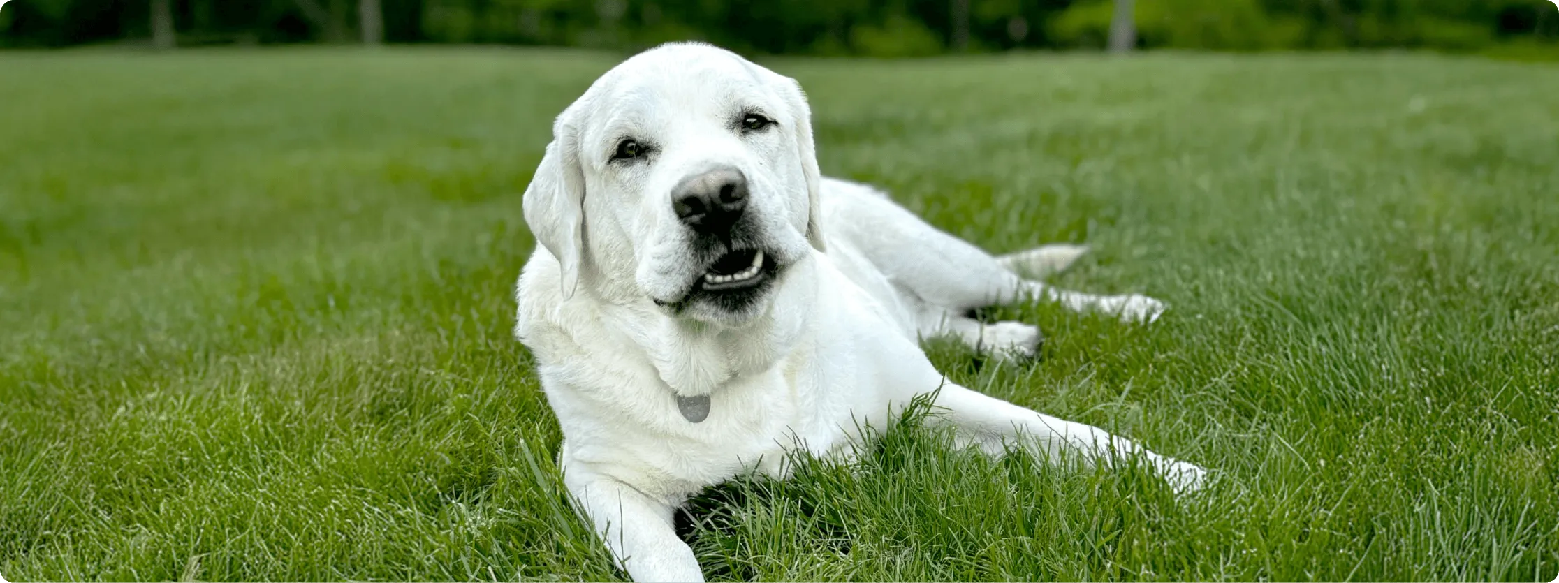 White Labrador Retriever lying on grass outdoors