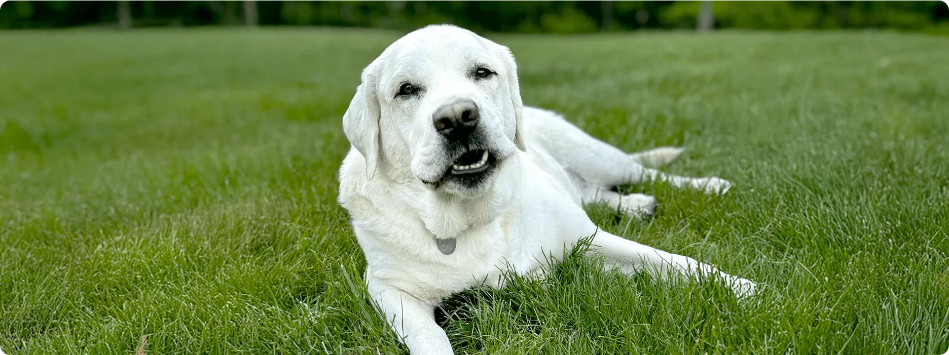 White Labrador Retriever lying on grass outdoors