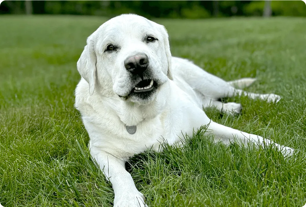 White Labrador Retriever lying on grass outdoors