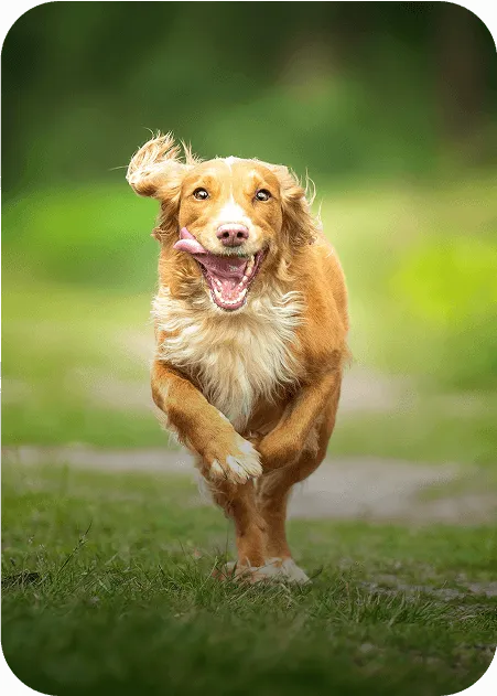 Happy dog running toward the camera