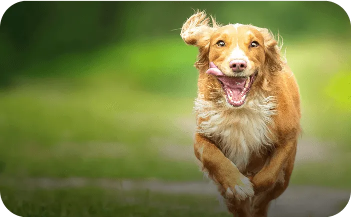 Happy dog running toward the camera